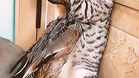 Animal Comedy: A Funny and Cute Video Compilation