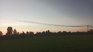 Bird army having meeting on electric line