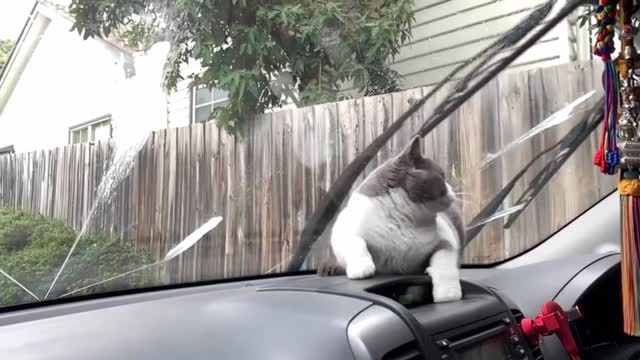 Best funny animals #1