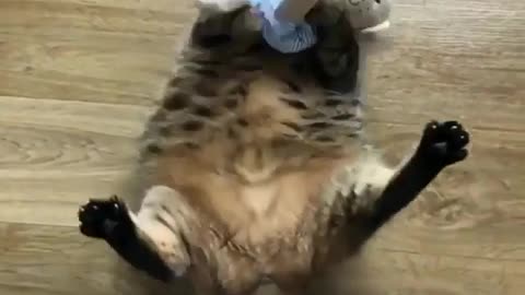 Give you toys to keep you fit