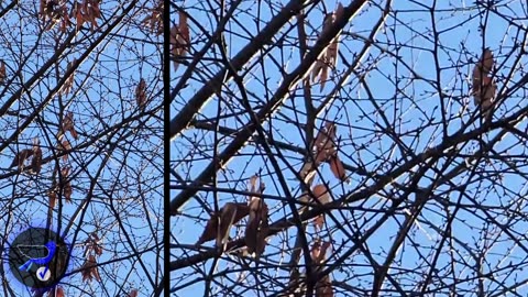Was a UFO caught in the skies of Brantford Canada and strange flying object