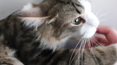 Human, You can choose between Purr and Bite