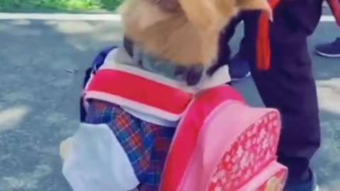 Funny animals video abc