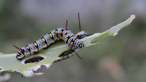 Wild insects eating leafs