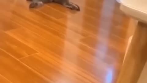 Funniest Dogs And Cats Videos 😂 - Best Funny Animal Videos 2023