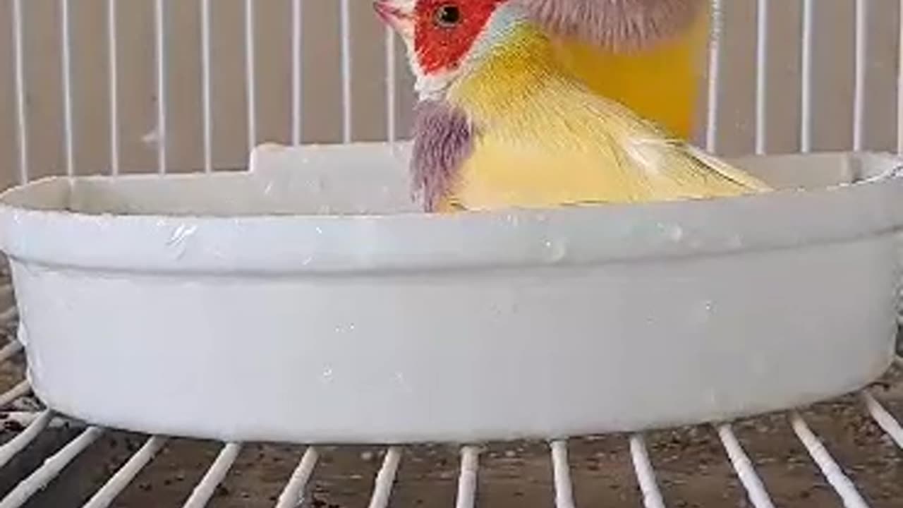 Lady sparrow enjoying bath