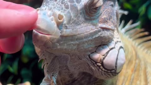 Short animals video