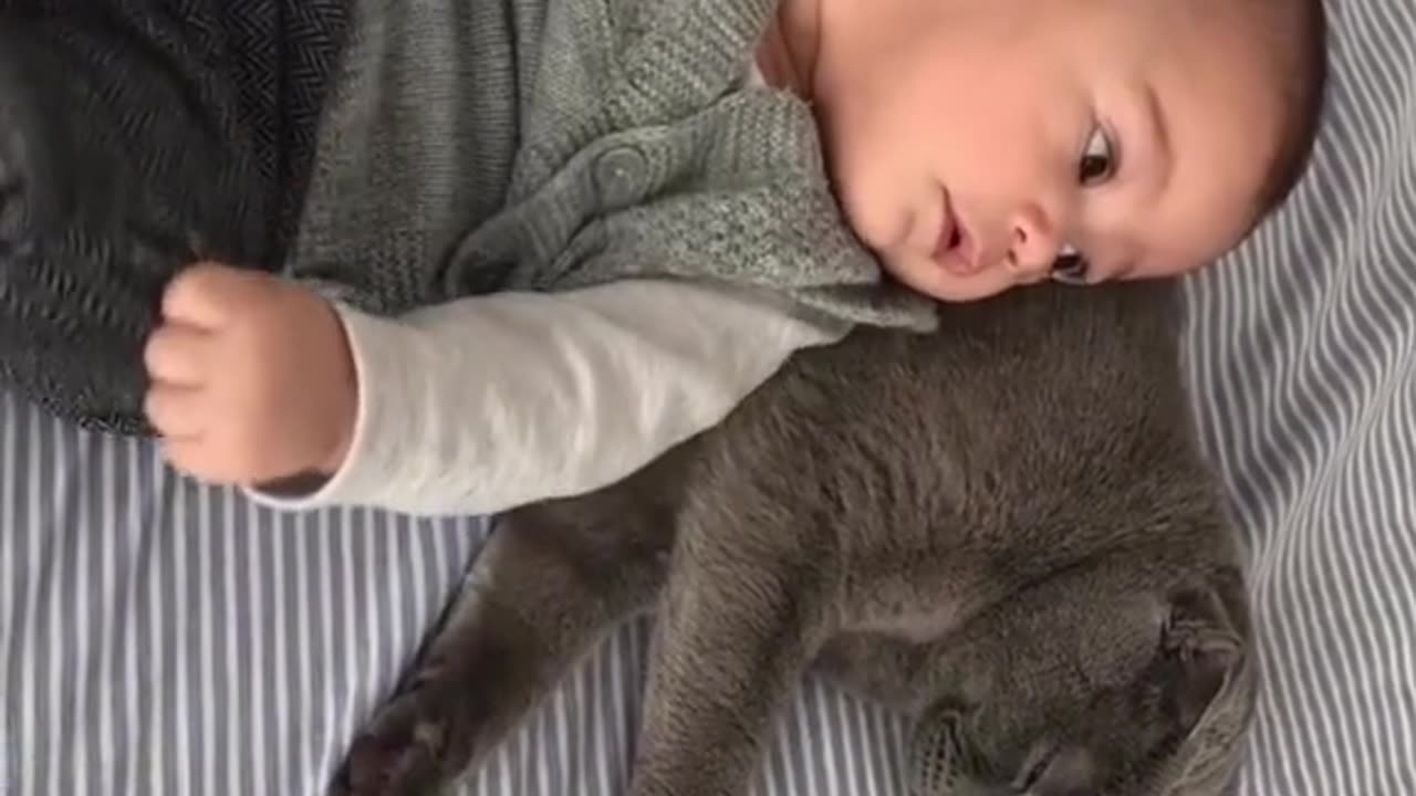 Funny cats