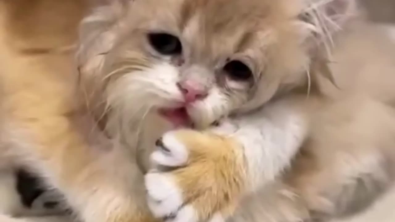 Funny Animal Videos 2024 Best Dogs And Cats Videos ๐บ๐short,viral,tiktok