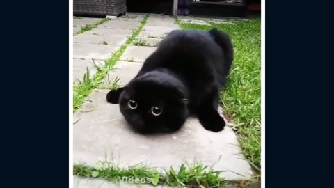 Funniest animals / Funny cats and dogs