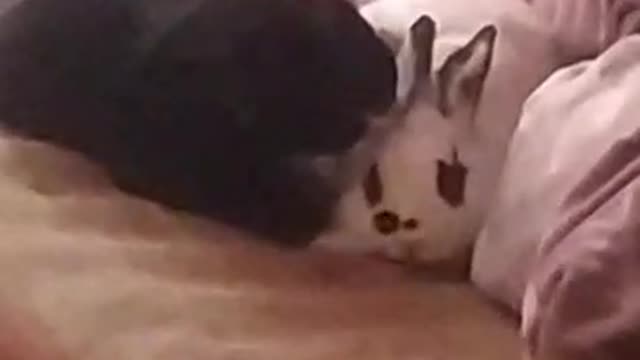 Rabbit and cat