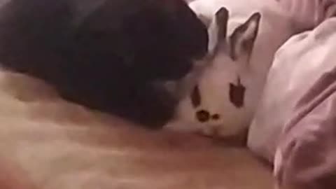 Rabbit and cat