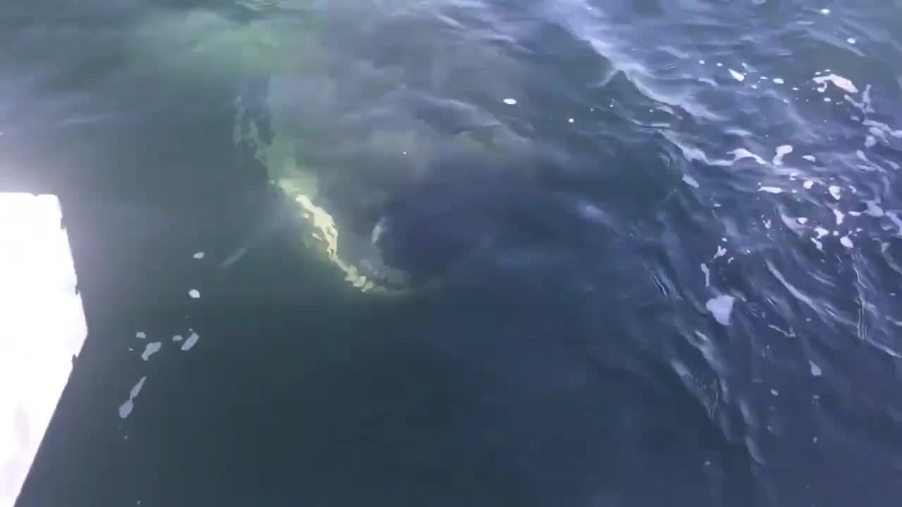 Oh my god! an encounter with the Great White Shark