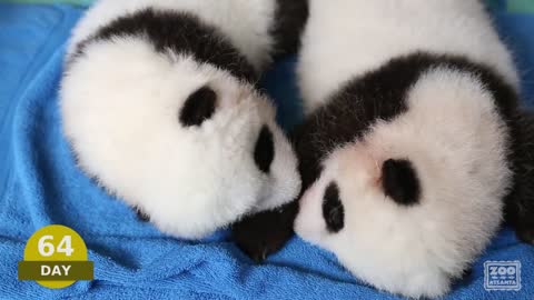 The first 100 Days of Mei Lun and Mei Huan