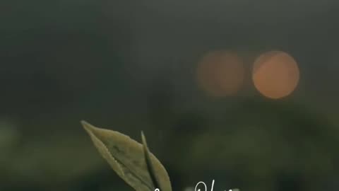 It's alone song