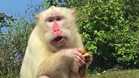 Albino white monkey from Uluwatu bali