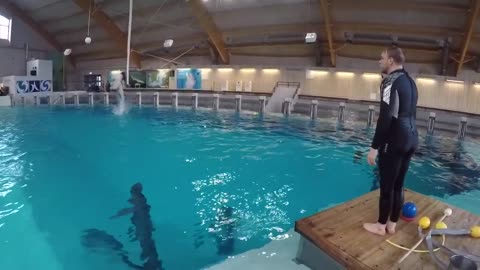 Watch How The Dolphin Are Trained By professional ...Best Dolphin Training video