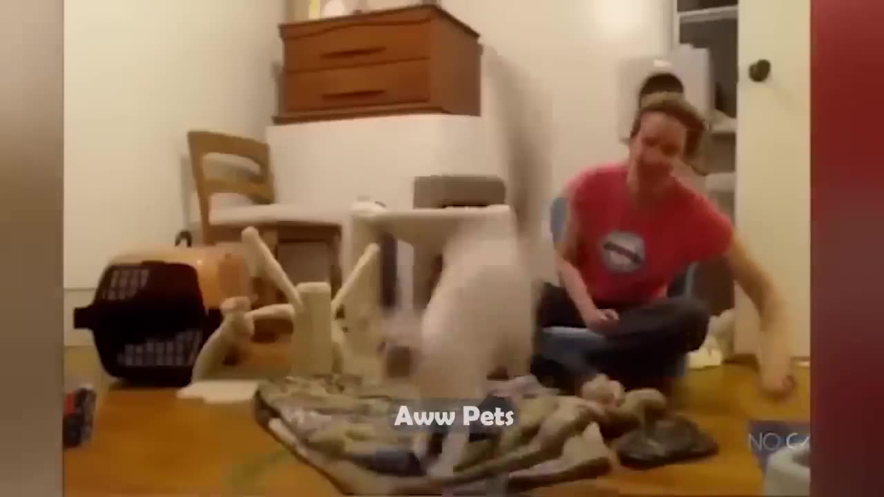 Funniest Animals 2023 π Funniest Cats and Dogs πΊπΆ |Aww Pets