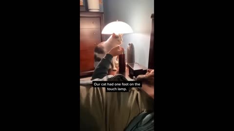 Funniest Cats And Dogs Videos Best Funny Animal Videos 2023