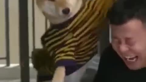 Funnest Animals moment