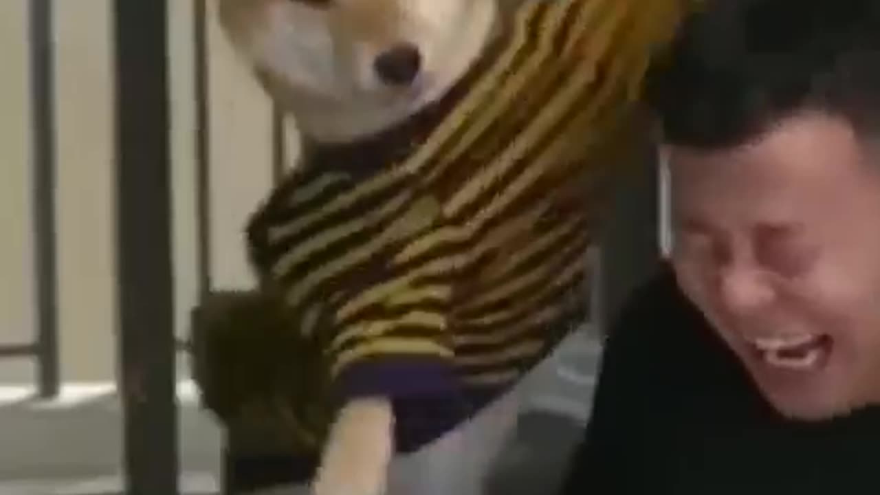Funnest Animals moment