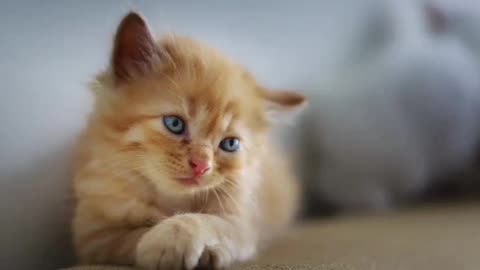 Cute cat😻😻