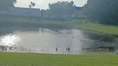 Otro día más aqui con los patitos cacheteros 😂🤦.