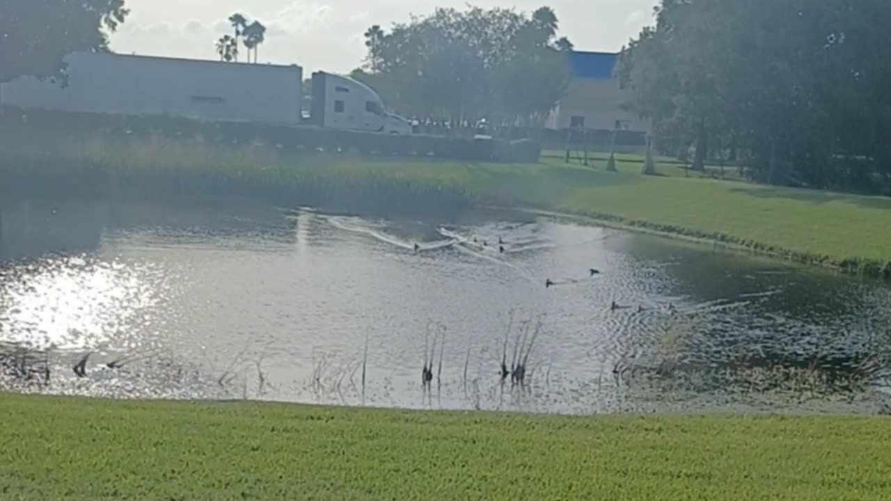 Otro día más aqui con los patitos cacheteros 😂🤦.