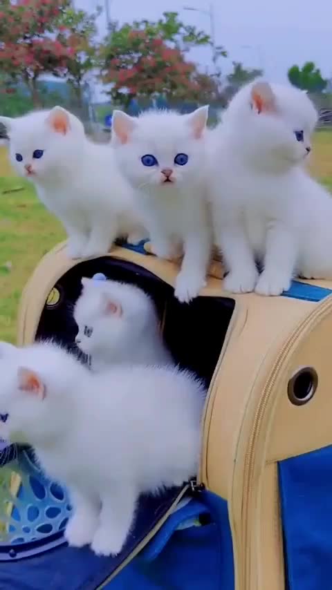 cute animal videos compilation