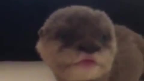 Cute little otter