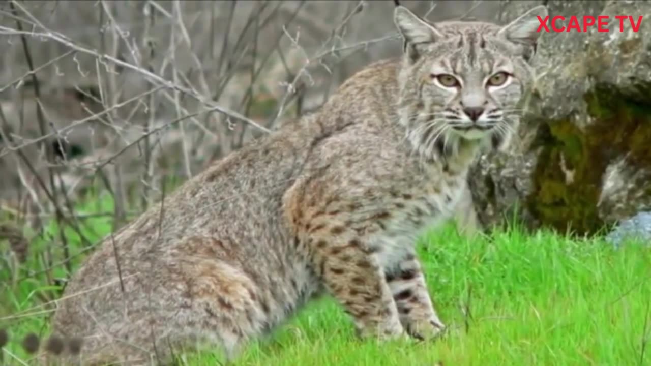 "Beneath the Fur: Living with Dangerous Pets"