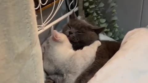 A loving cat