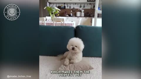 Bichon Frise - In 1 Minute! 🐶 One Of The Smallest Dog Breeds In The World Animal Planet Videos