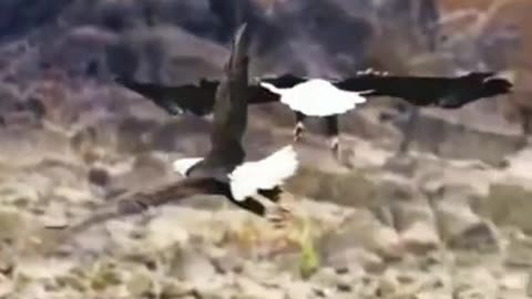 Amazing Game of Two Birds in the Air #shorts #viral #shortsvideo #video