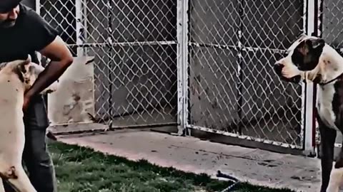 Bully Kutta in action