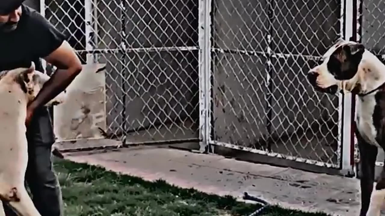 Bully Kutta in action