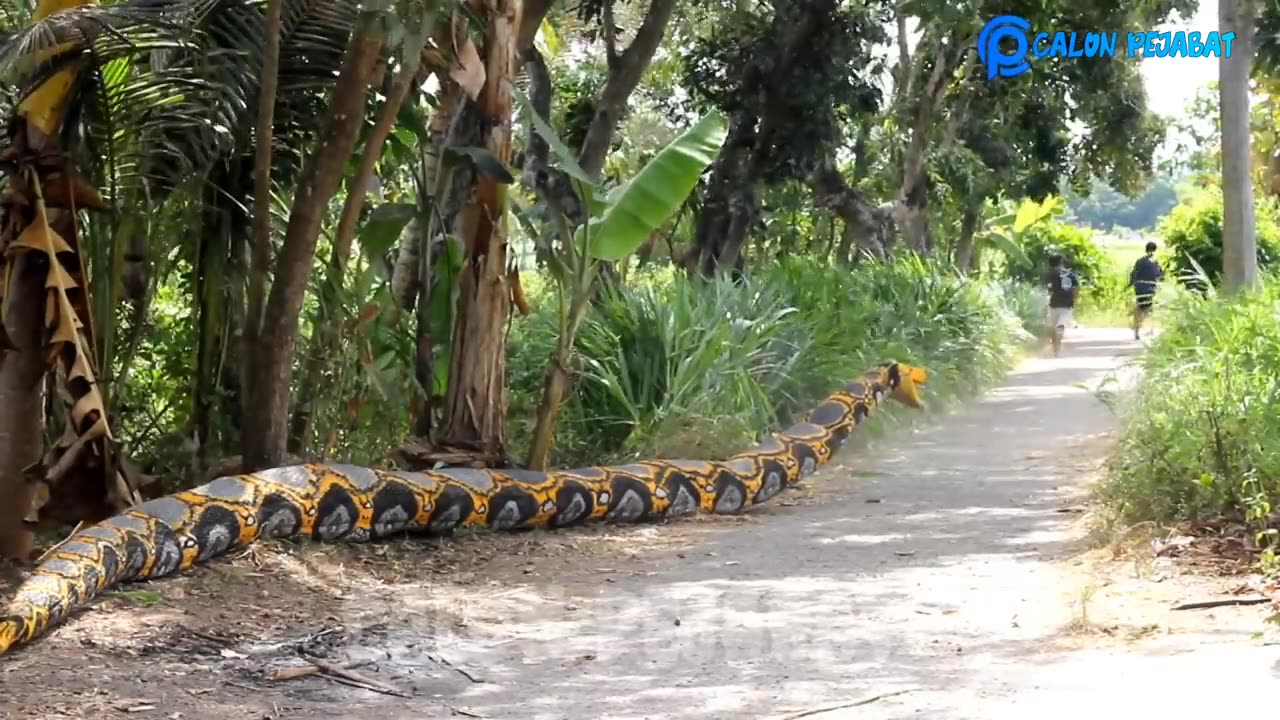 Giant toy snake prank