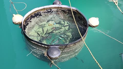 Fish cage