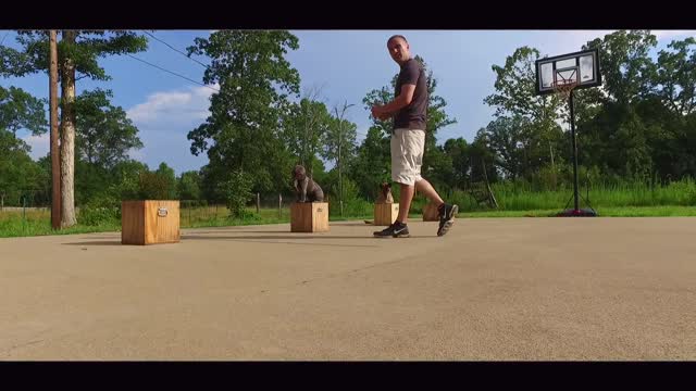 2 Dogs! Working on 2 Different Things! Obedience and Detection!