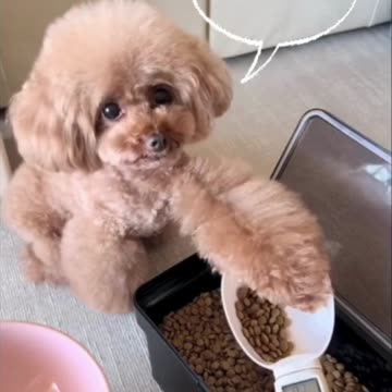 Hilarious Dog Moments