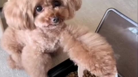 Hilarious Dog Moments