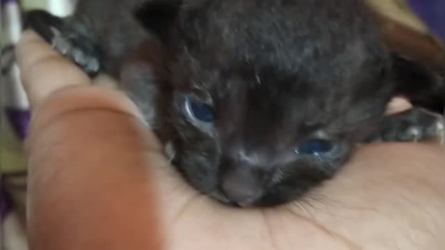 My Kitty Open Her Eyes 1st time