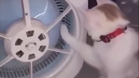 Want to be healed by dogs and cats? In a minute,smiling😍