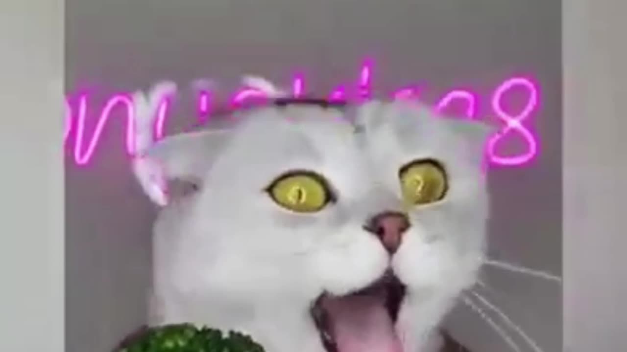 Funny cat 😂😺