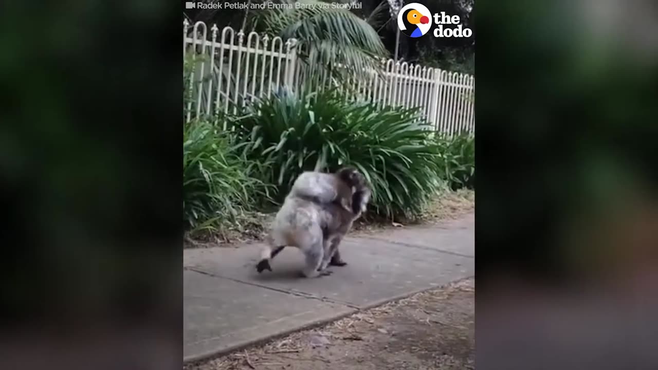 Koala Mom Gives Her Baby A Piggy Back Ride