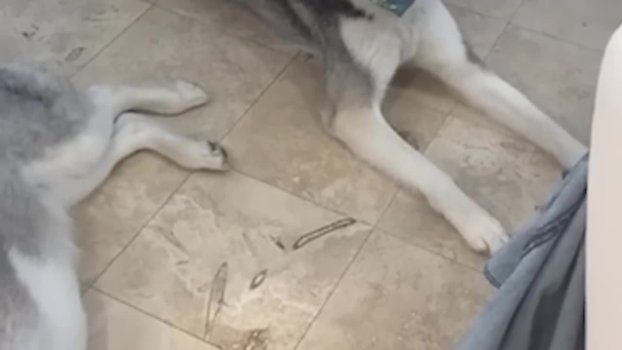 Funny Animals Rumble compilation 2023 - New Funny Animals π Funniest Cats and Dogs Videos πΊπΆ