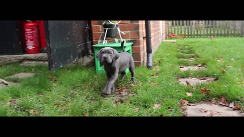CANE CORSO PUPPY! First Week At Home!