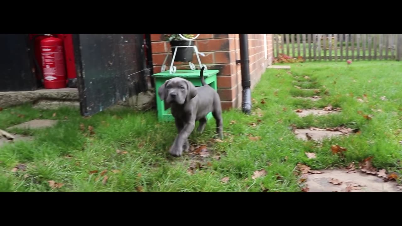 CANE CORSO PUPPY! First Week At Home!