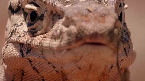 Lizard vs. Snake - The Ultimate Reptile Battle-4