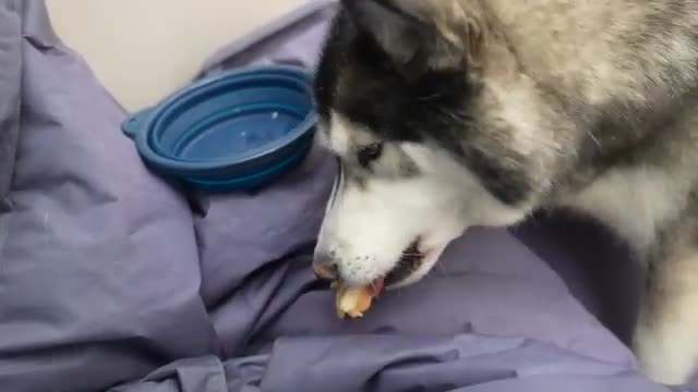 My Husky CLEARLY SWORE At Me! He’s Being So Bad!